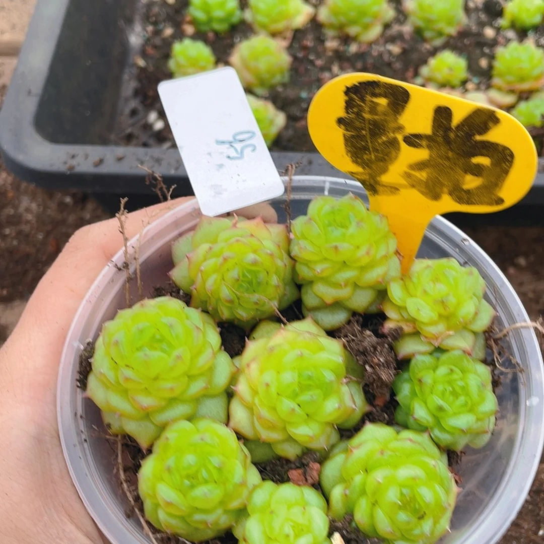 量拍多肉植物多肉植物56