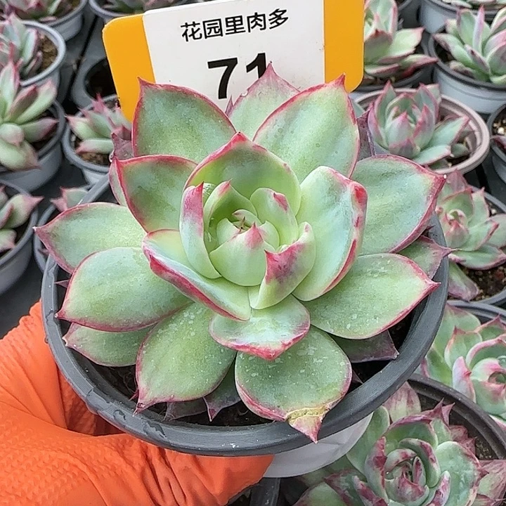 71 惊鸿仙子多肉植物6-9cm