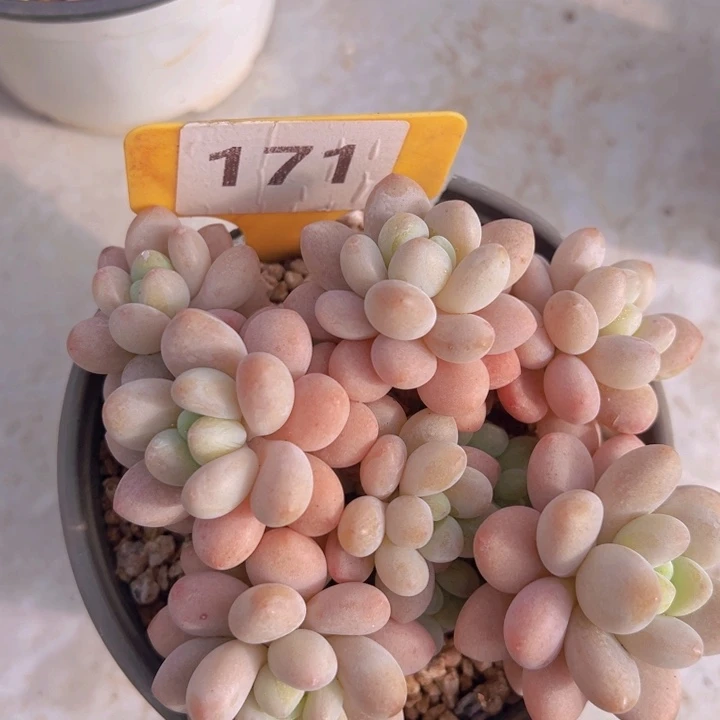 健健康康平平安安