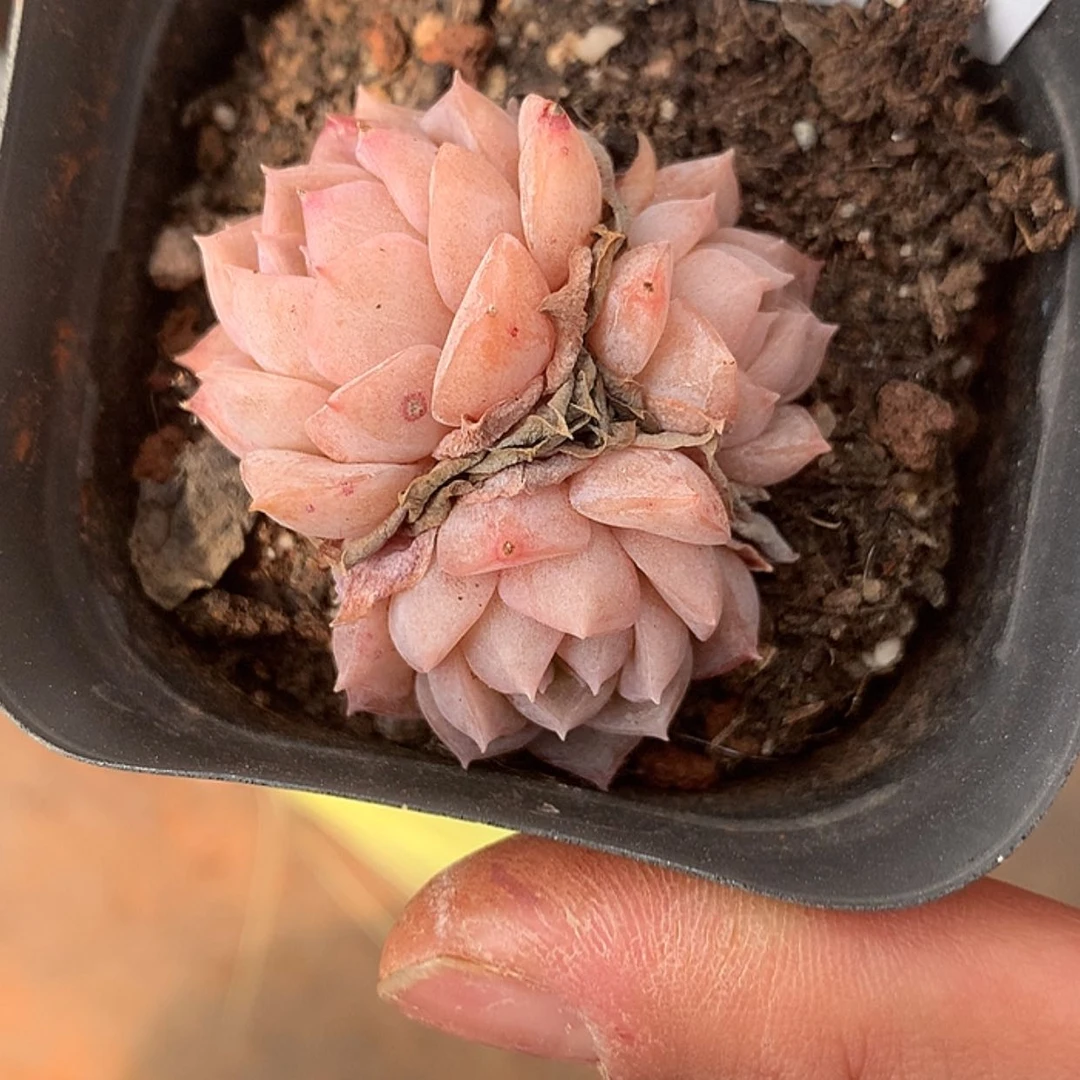【闪购商品】云506