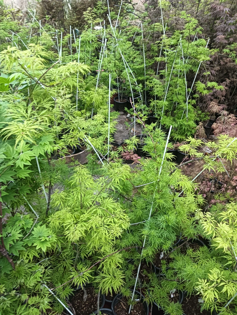 羽毛枫，花缠金丝黄`柠檬雪纺，红细芳，秋火、爱尔兰蕾丝、翡翠蕾丝