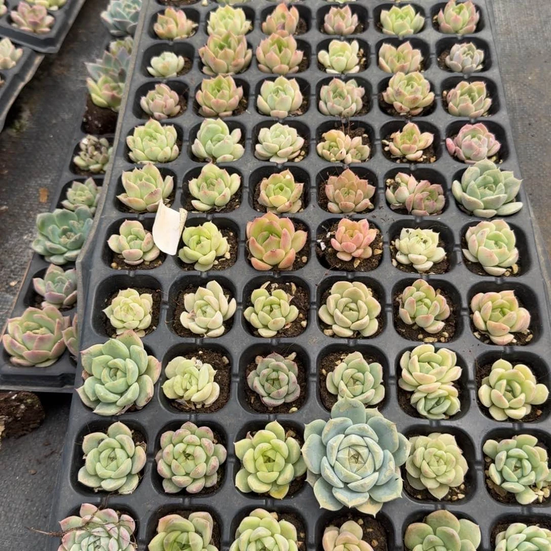 白玫瑰杂交月影一盘量拍29-29袋穴盘发货