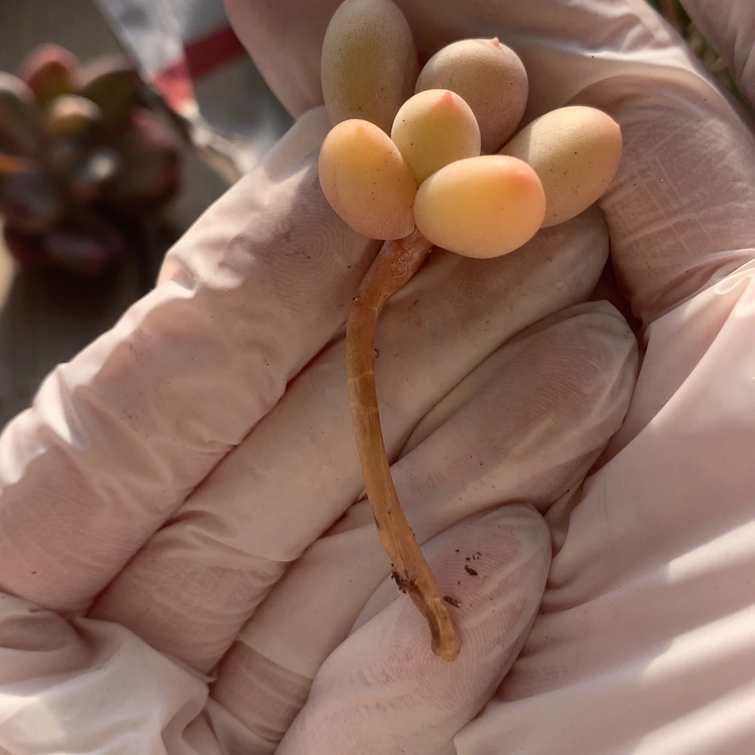 奶酪多肉 奶酪多肉