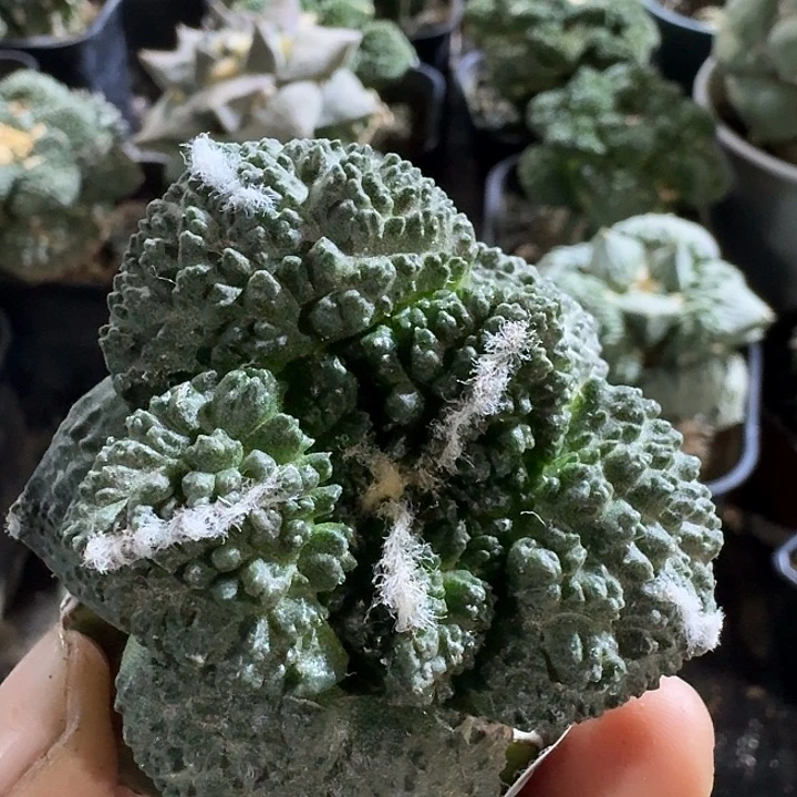 无花朵845大炸尤哥斯拉牡丹