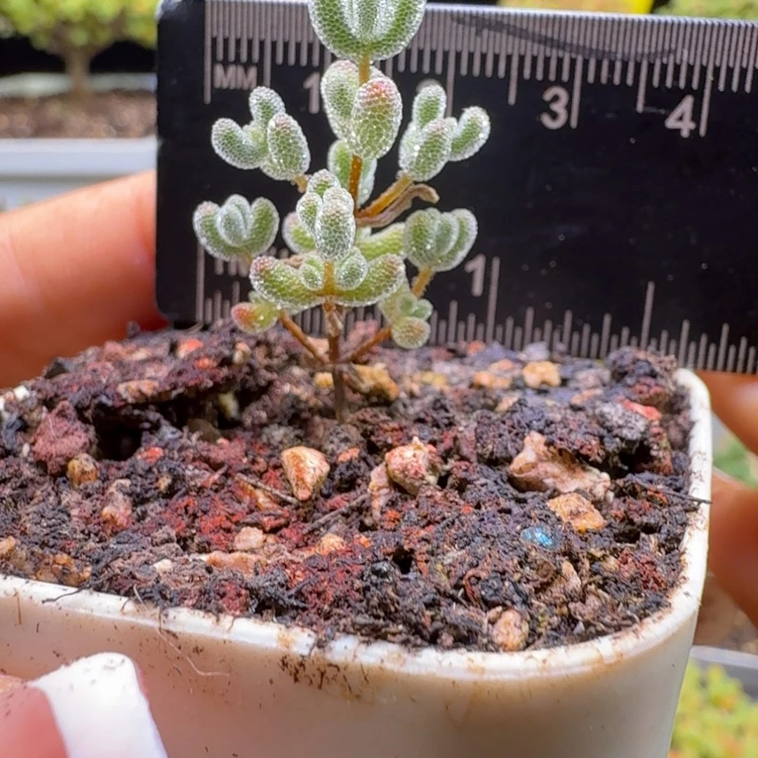 a335号实生冰晶冠服2厘米左右