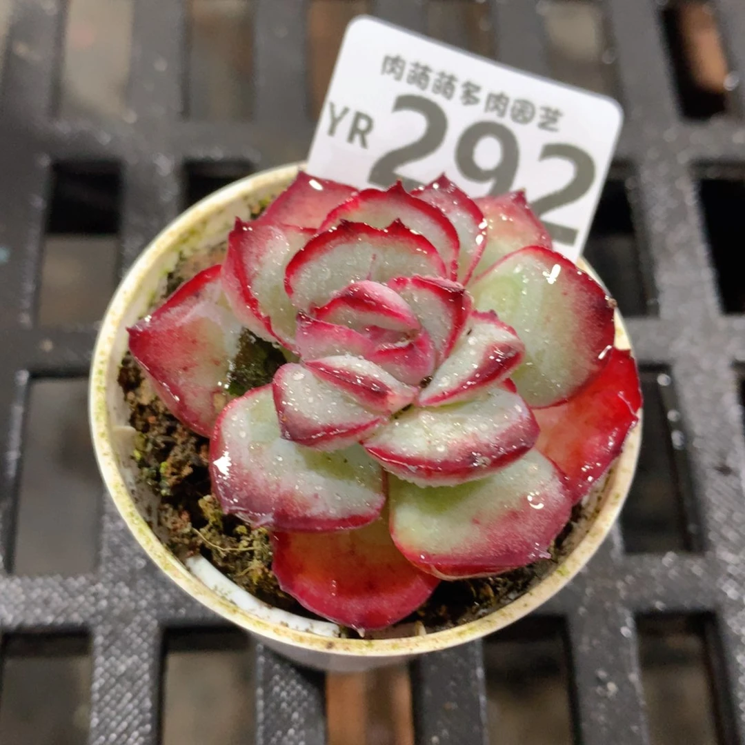 肉萌萌拇指盆精控多肉YR292