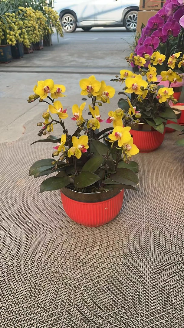 蝴蝶兰【金玉满堂】黄色高贵大气蝴蝶兰种植基地生长兰花带花苞