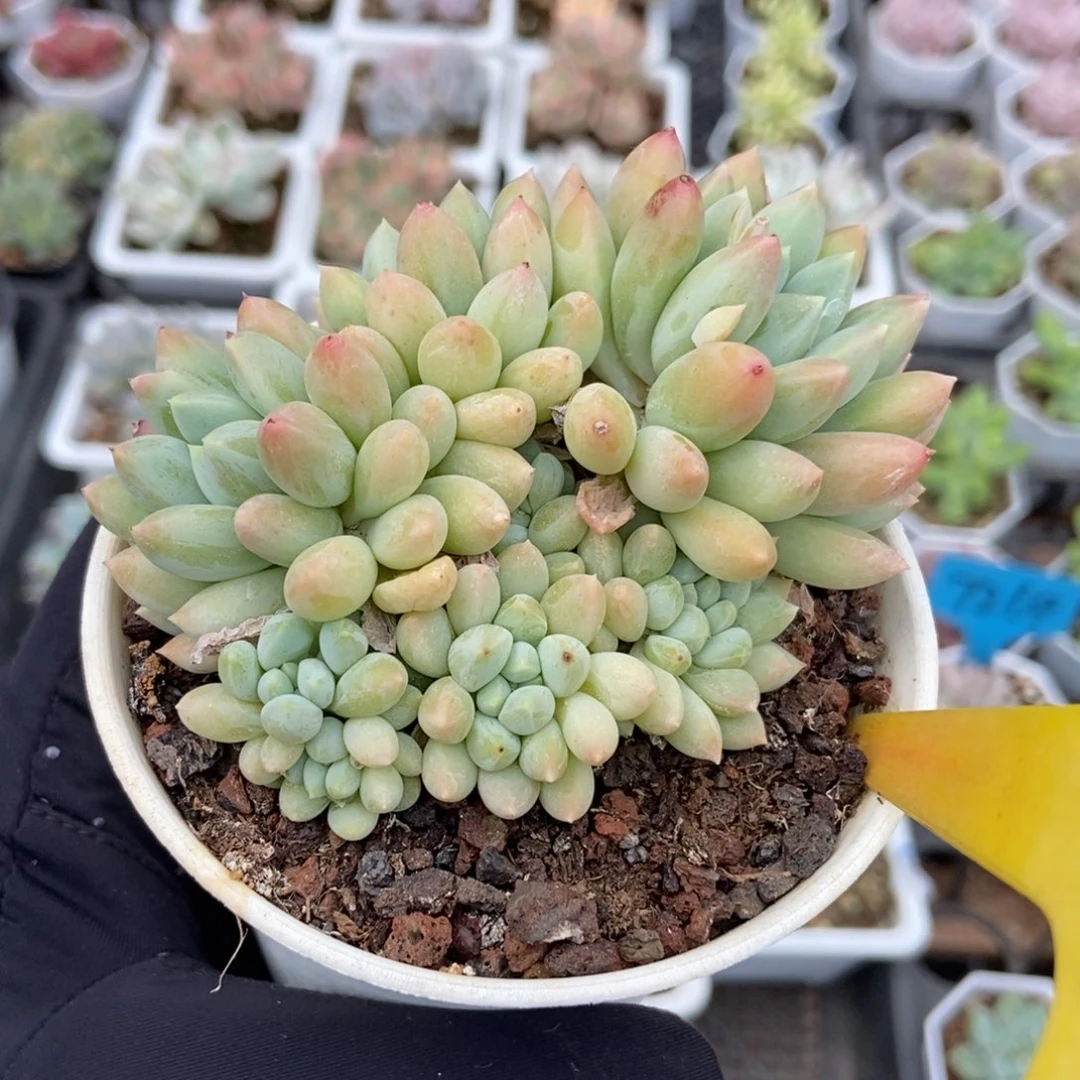 2014奶糖多肉植物