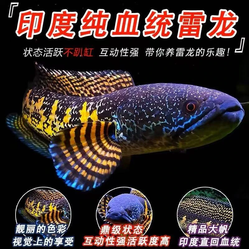 精品凶猛印度黄金眼镜蛇、幻红、钴蓝、血斑、鬼王、酒红、金尘雷龙鱼
