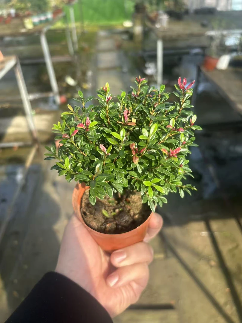 红芽小叶赤楠小盆景