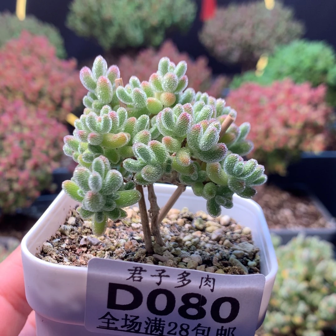 080实生冰晶开播福利。