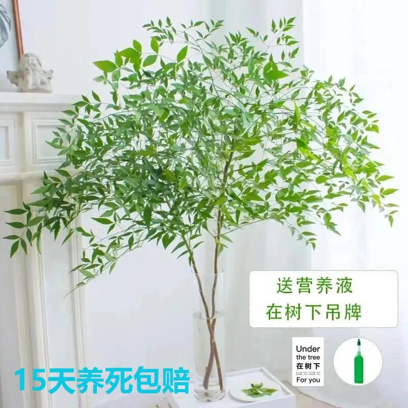 南天竹水培室内四季老桩懒人水培植物客厅绿植家庭办公室春季