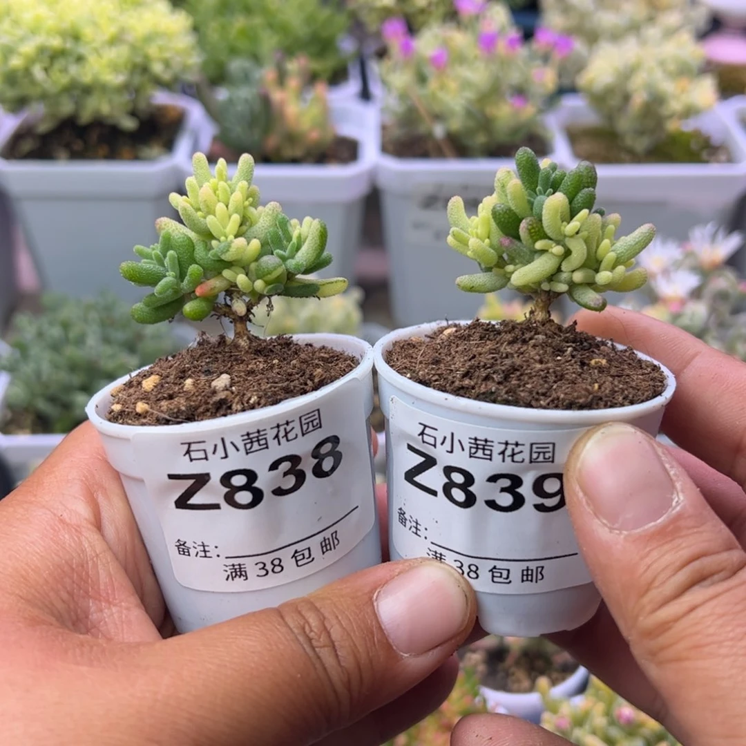 财*兔多肉植物枝干米粒阴阳拉丝锦