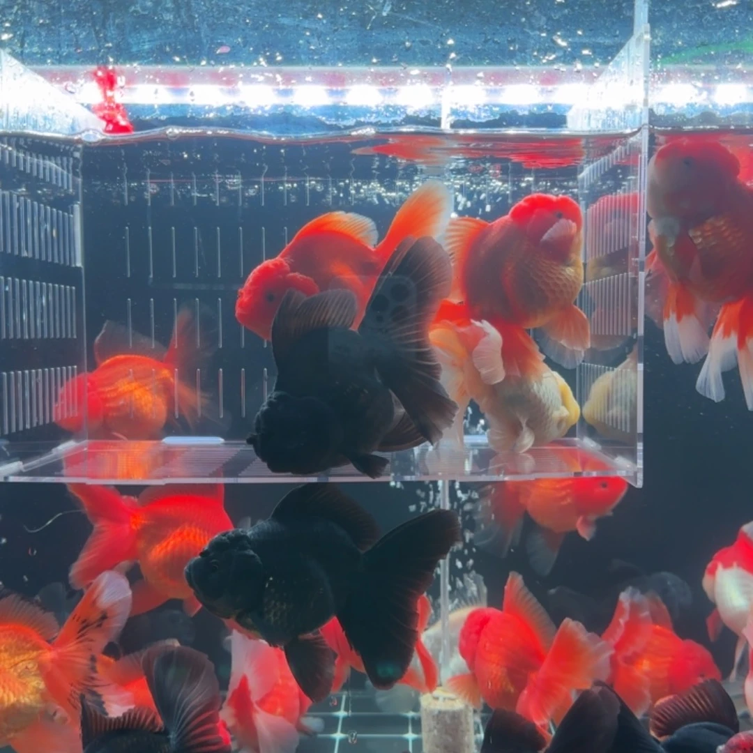 @***n金鱼小娇泰狮金鱼两条送两条