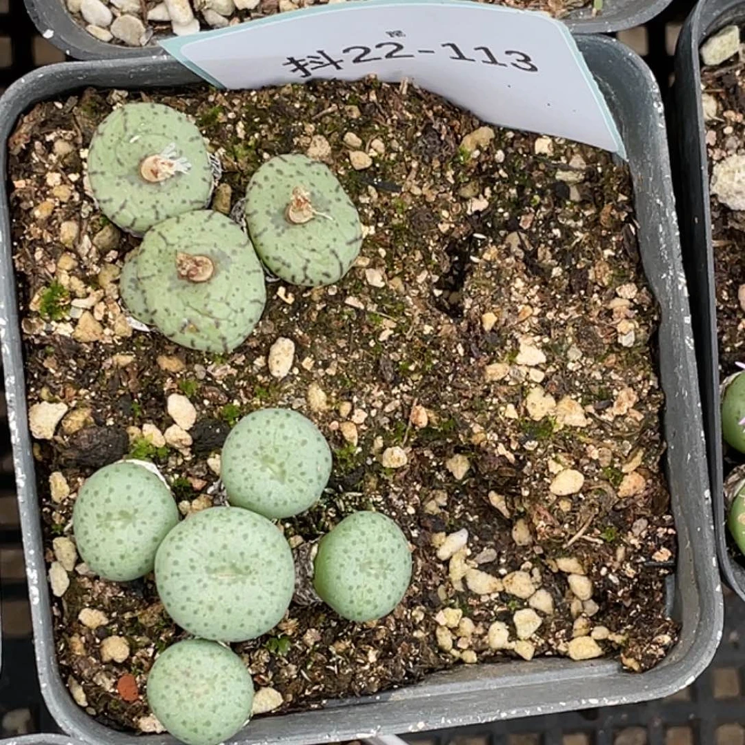 风***过22-113肉锥多肉植物