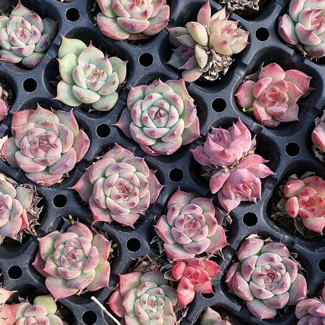 吉娃娃10元包邮多肉3-4厘米发货