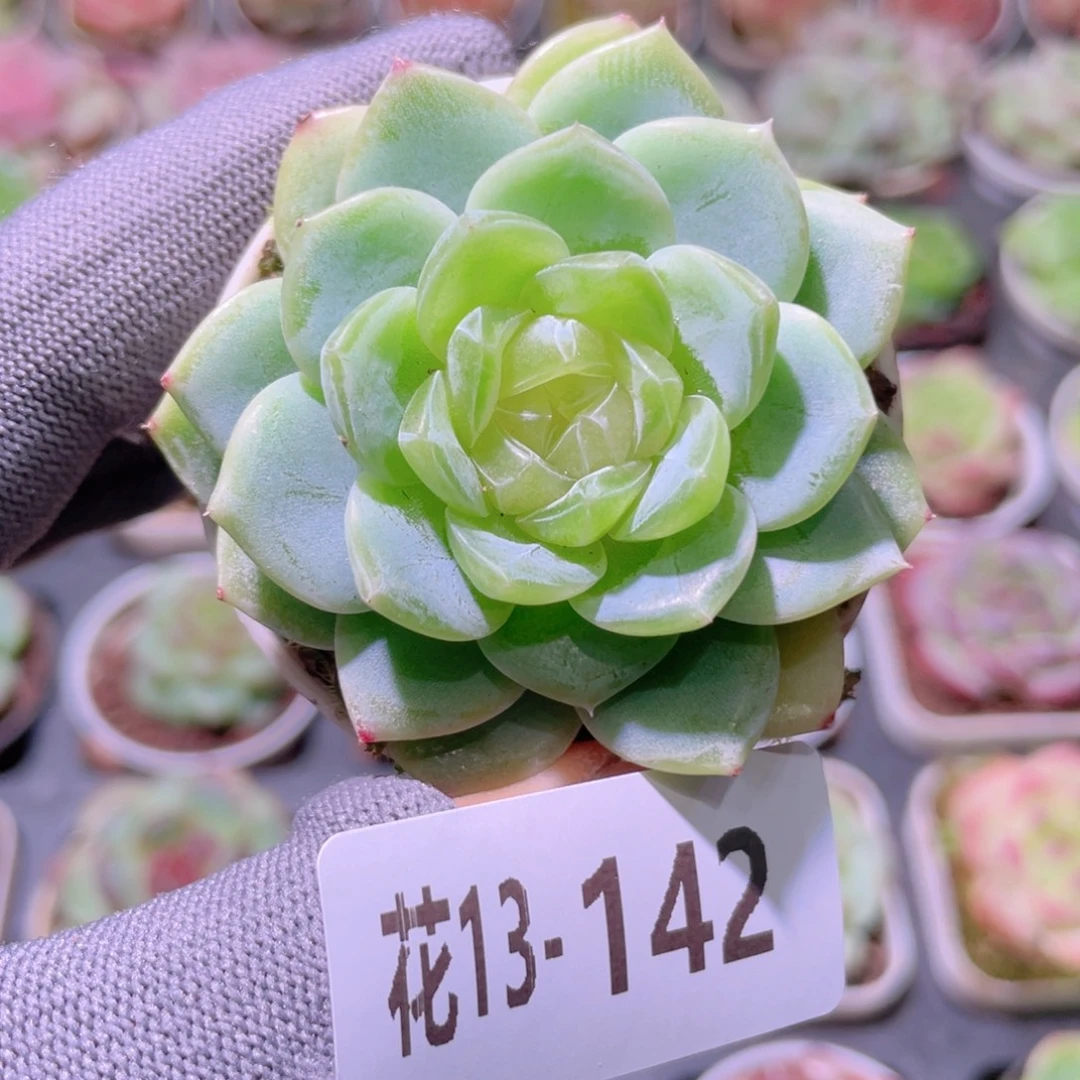 花利美13-142冰蕊