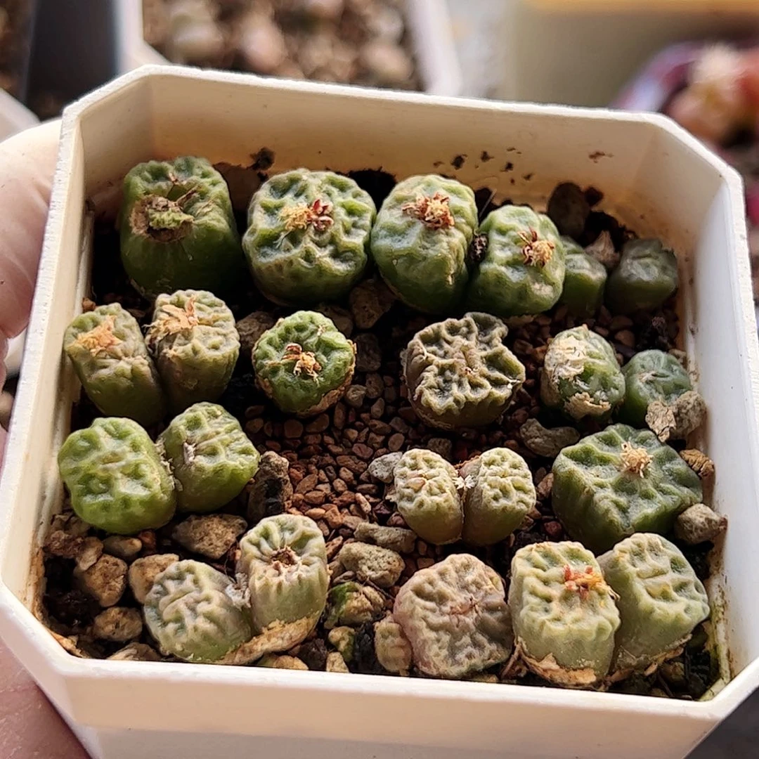 无花朵带盆发烧麦………………………