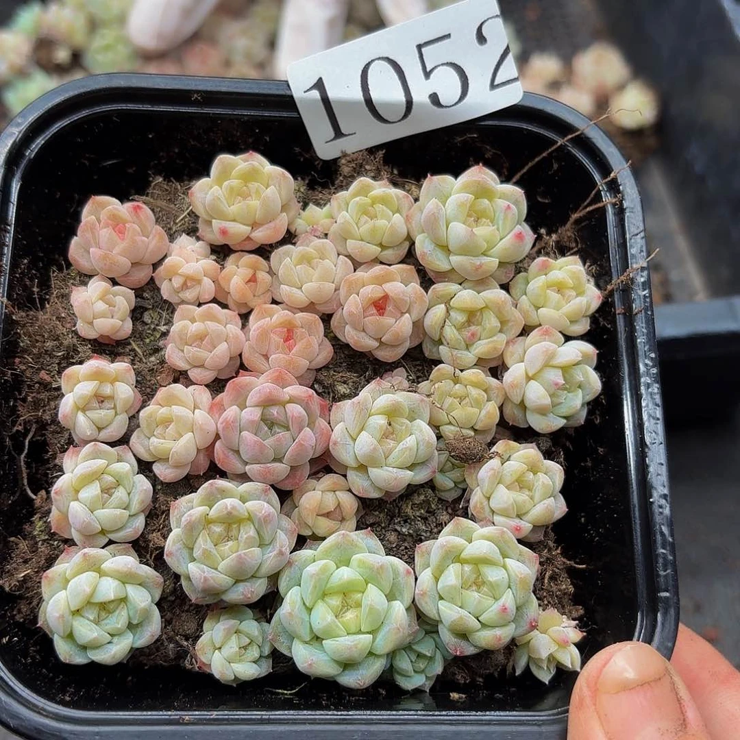 多肉植物多肉植物1052