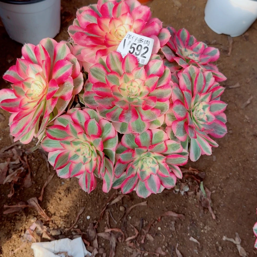 倾城法师592冠幅26