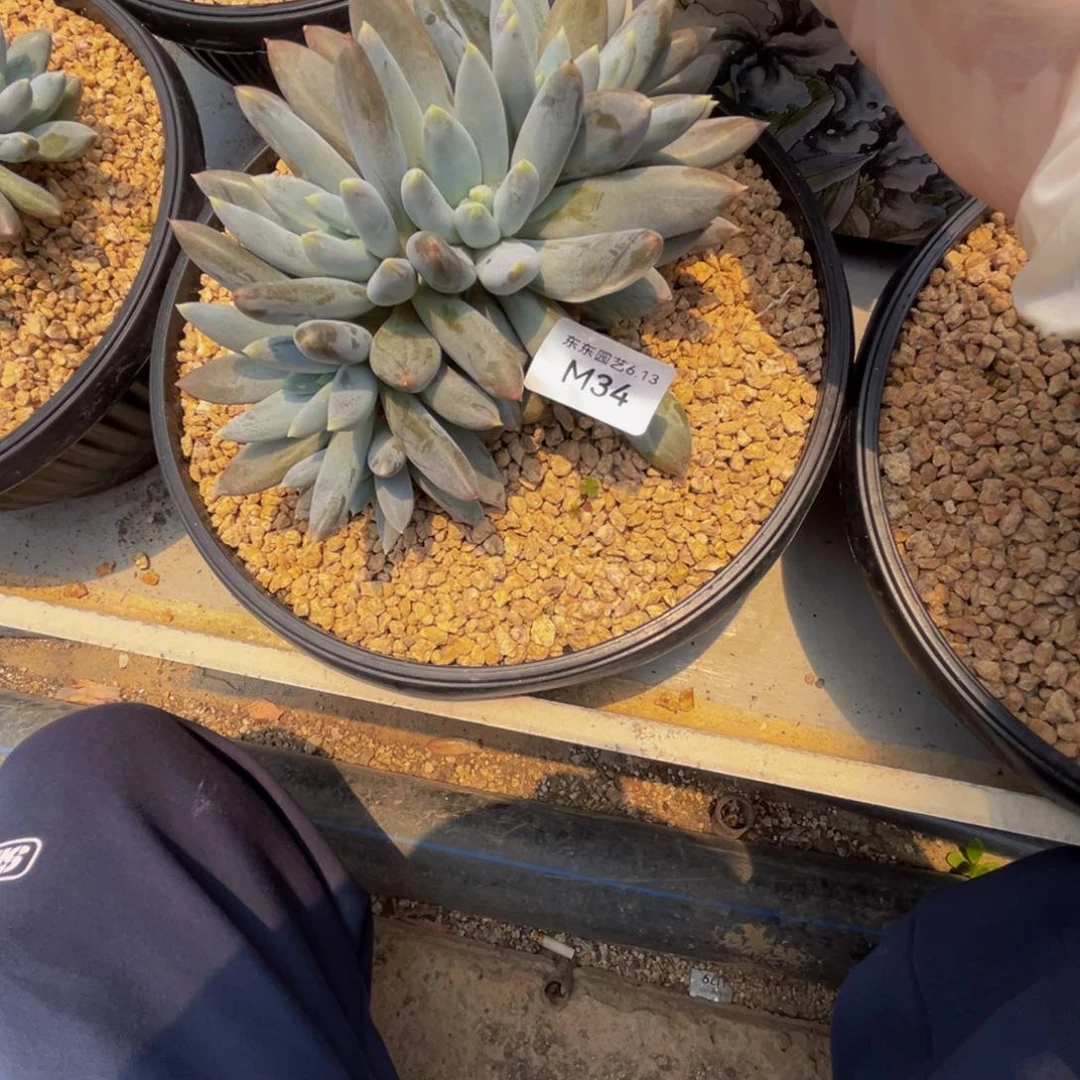 ****维m34哥特缀化无砍的