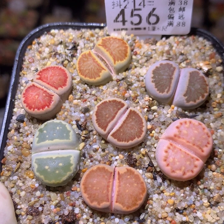 精品生石花214.456