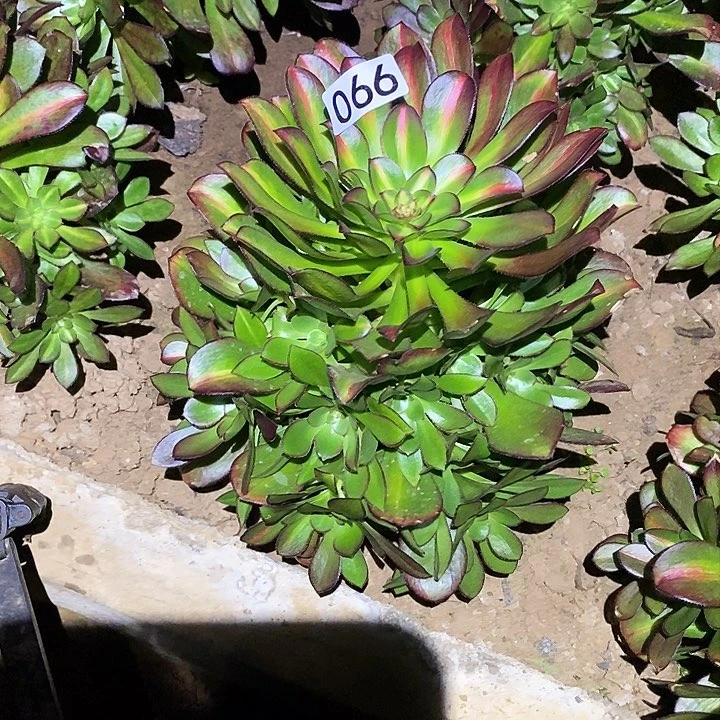 多肉植物法师66晚霞