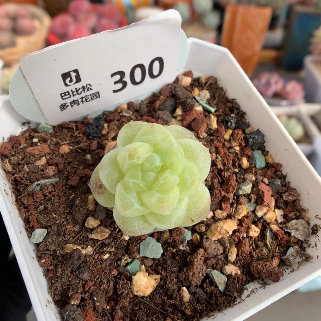 300 翡翠透心冰玉石化多肉