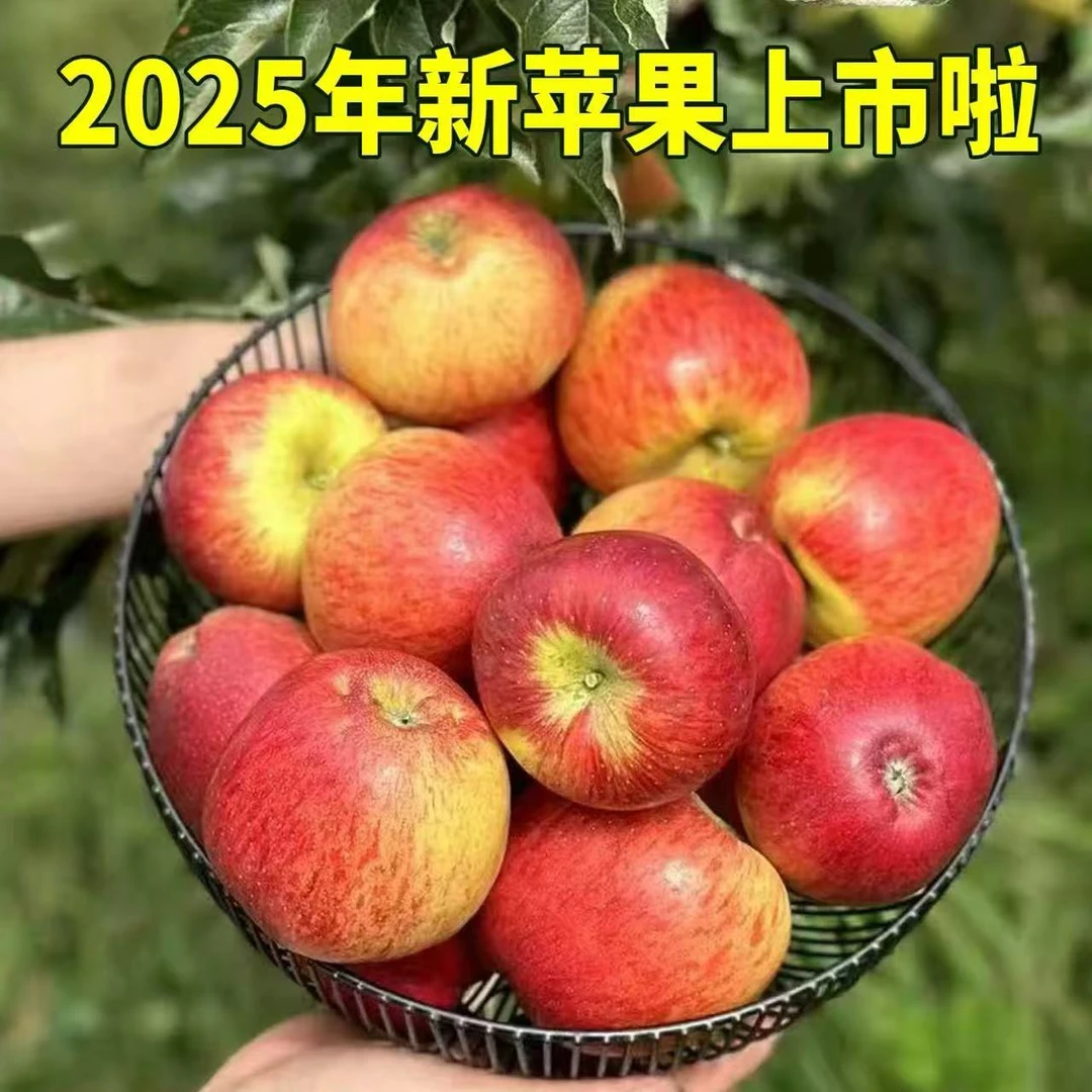 【现摘现发】2025年头茬苹果新鲜水果云南邵通丑苹果脆甜果  xh