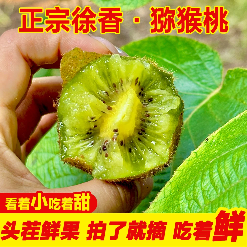农家自种正宗陕西眉县徐香猕猴桃奇异果应季水果现摘无农残H2