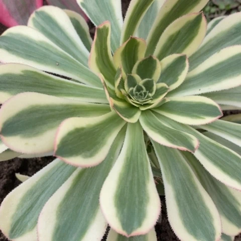 745保时捷满25包邮多肉