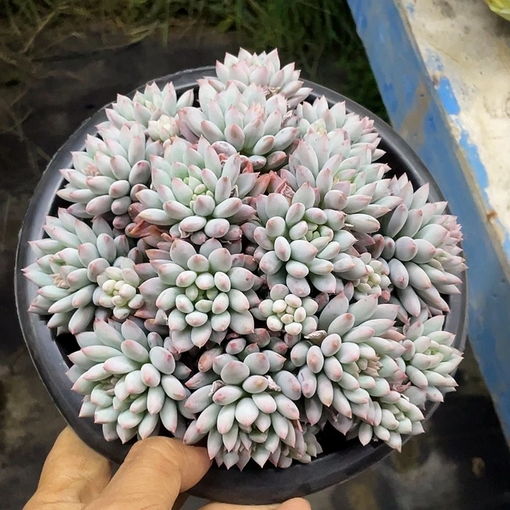 一物一拍一物一拍