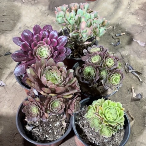 528多肉植物组合