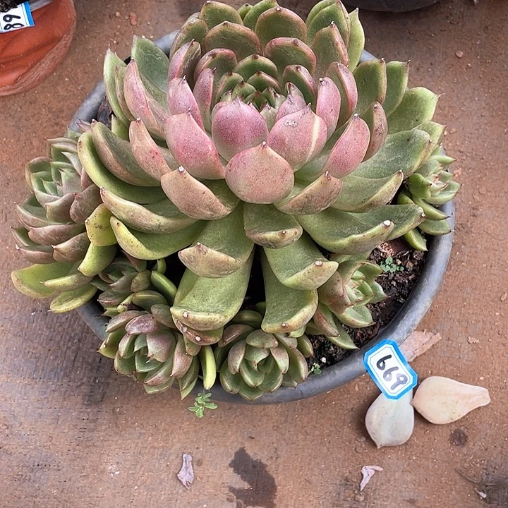 669黑水晶 一物一拍多肉