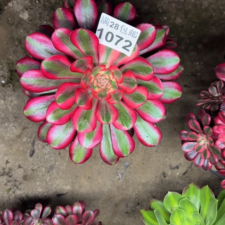 1042丽娜多肉植物