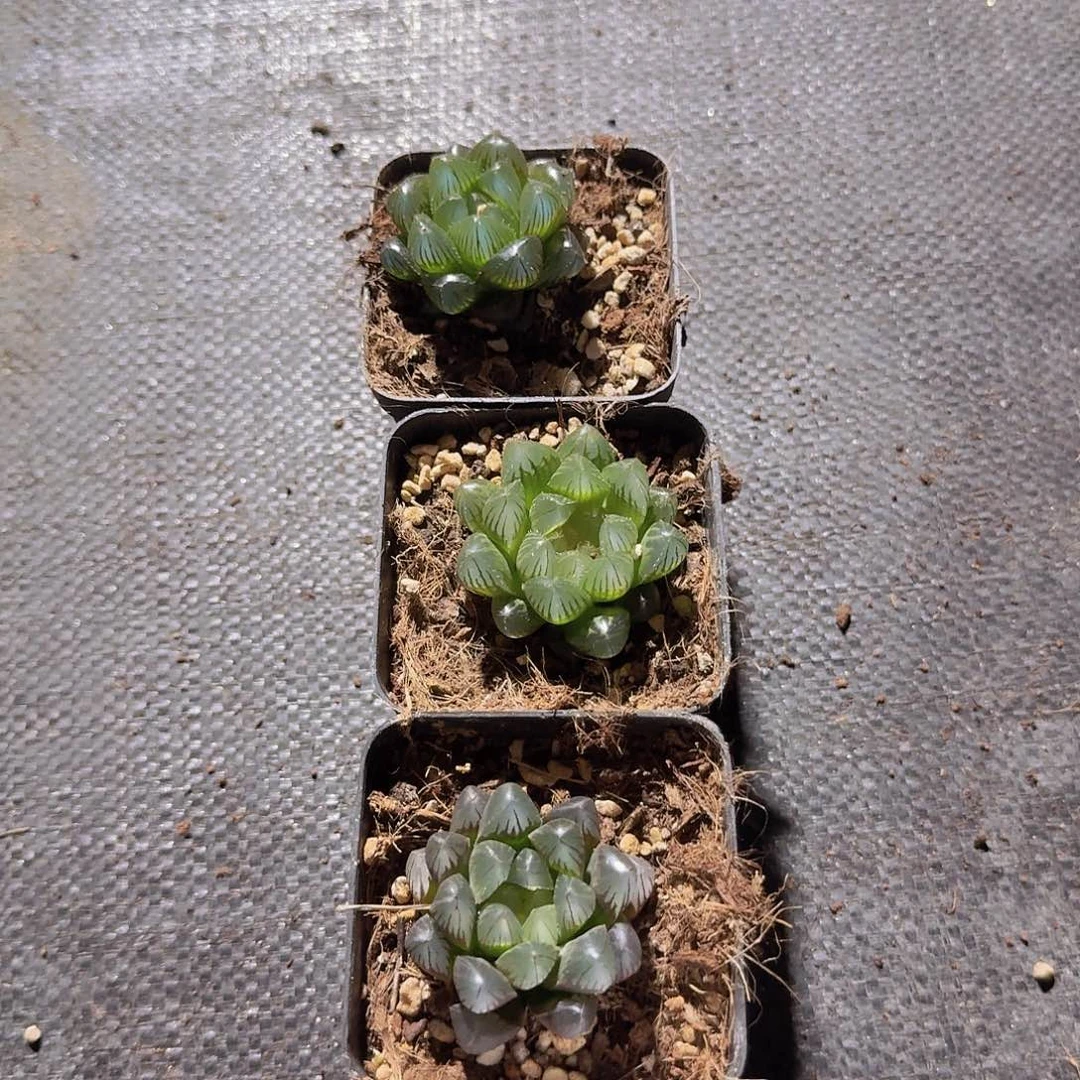 直播福利一物一拍135