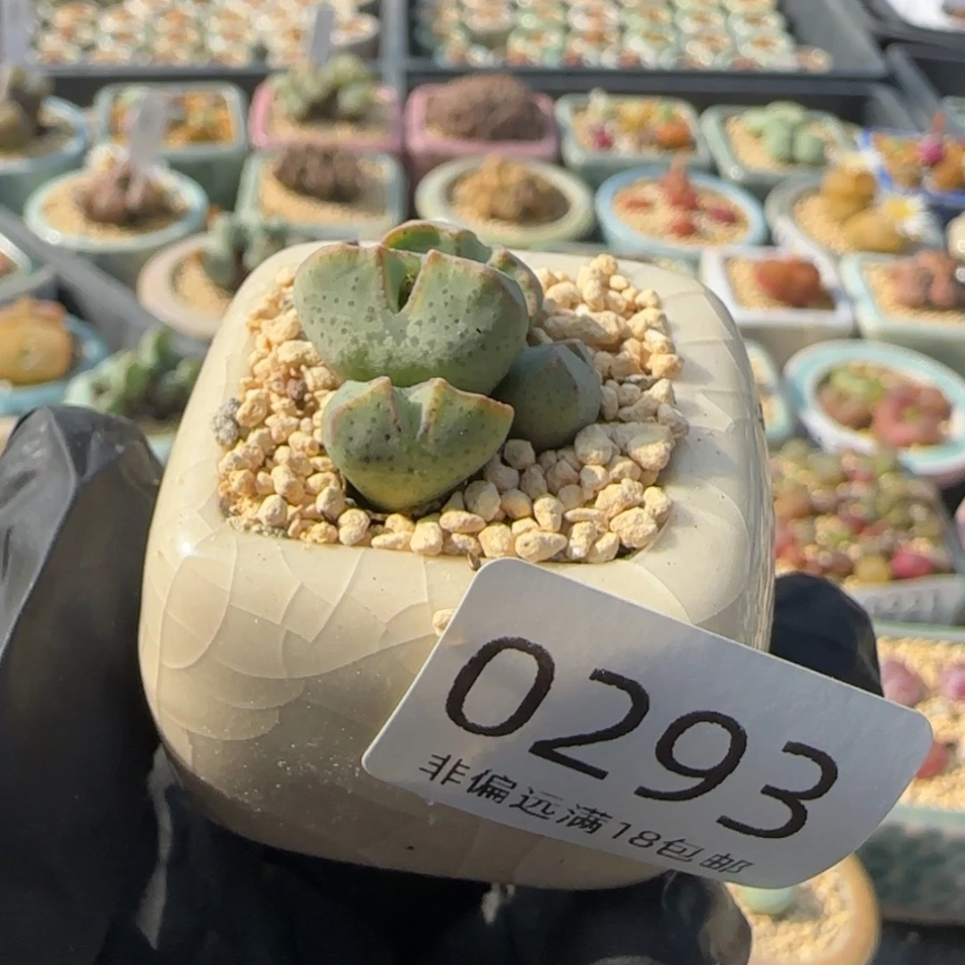 0293--一物一拍 带盆