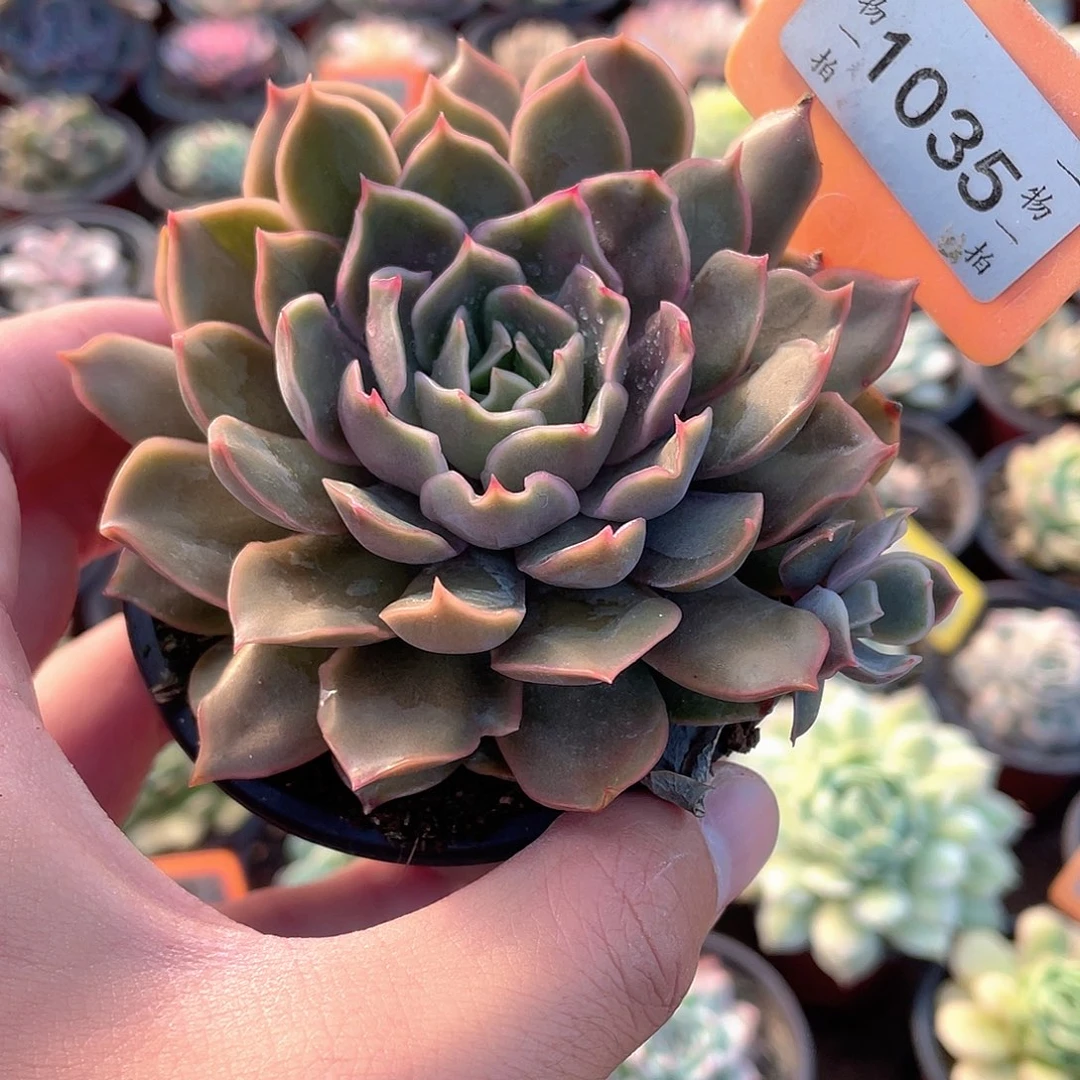 冰美式咖啡1035多艘