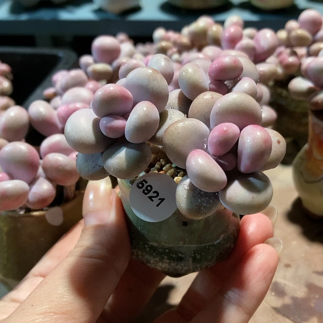 5921腮红腰子蛋带盆土