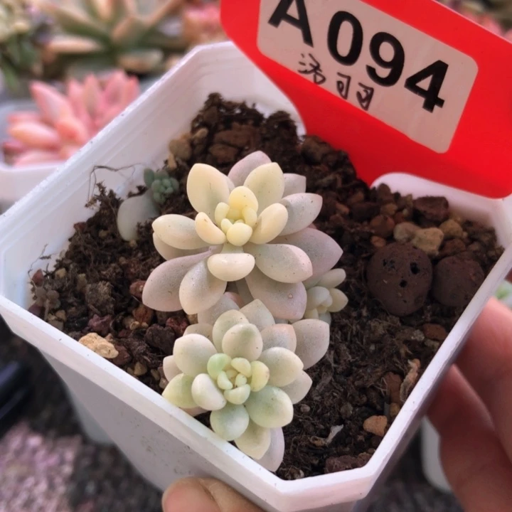洛可可有根有根有