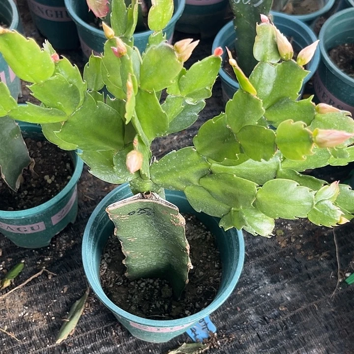 云***霞51号038，111111111