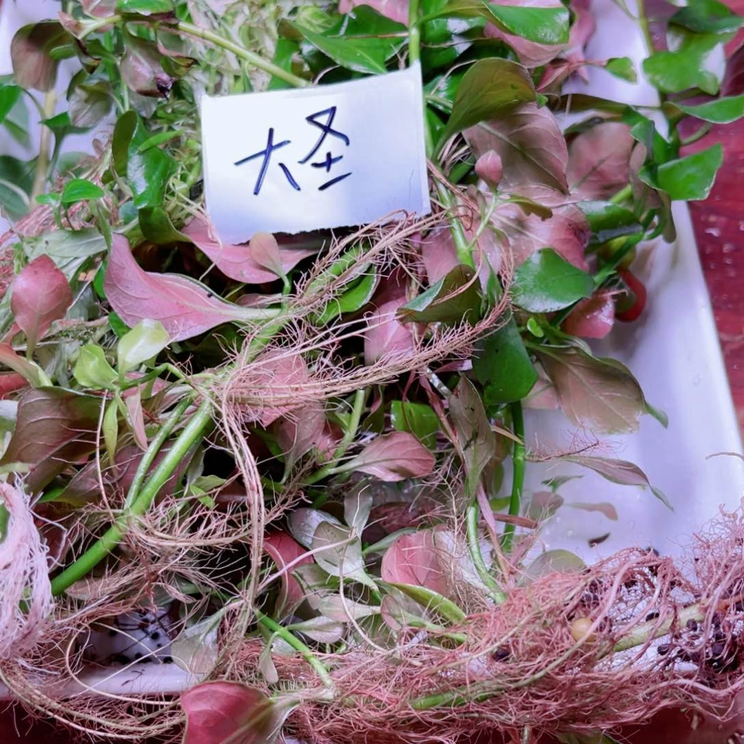 美小呆精品黑木蕨一份