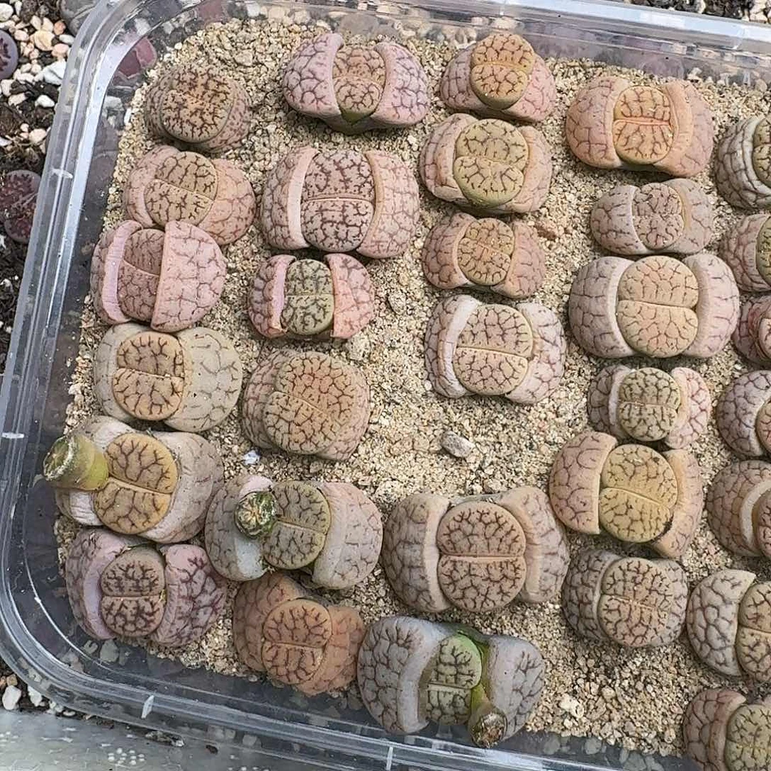 镇魂石3-6元一颗联系主播挑