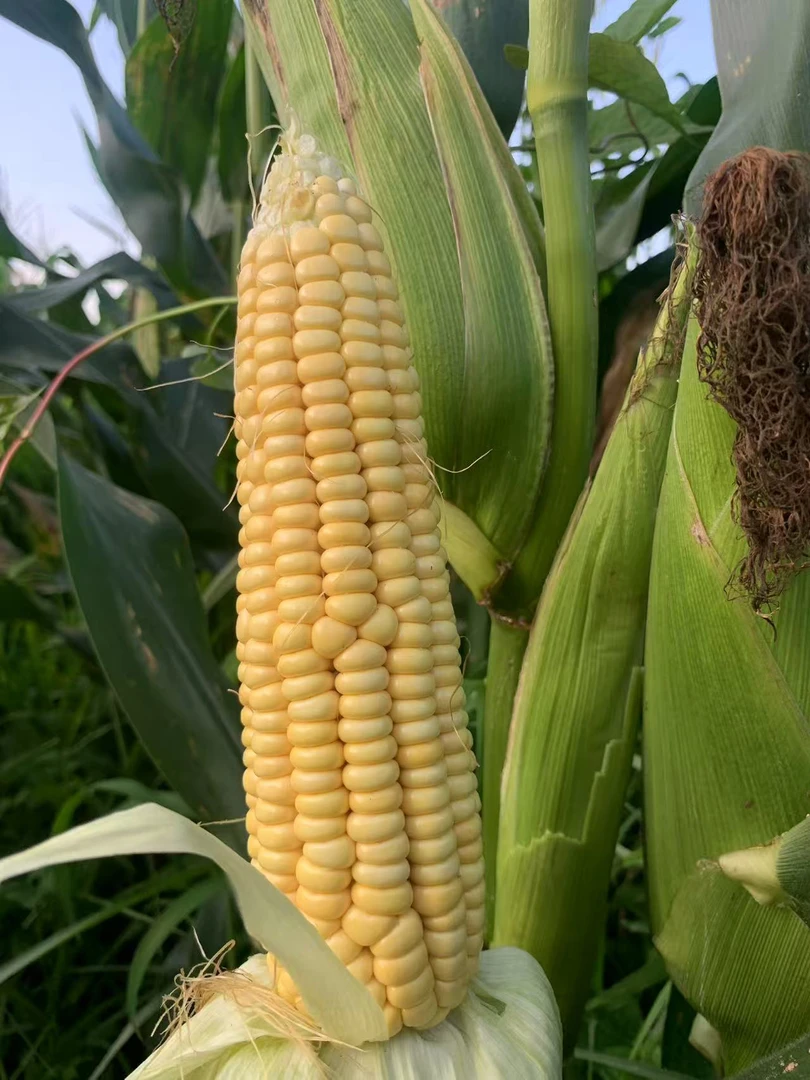 贵州本地农家自种老品种糯玉米包谷现搬现发