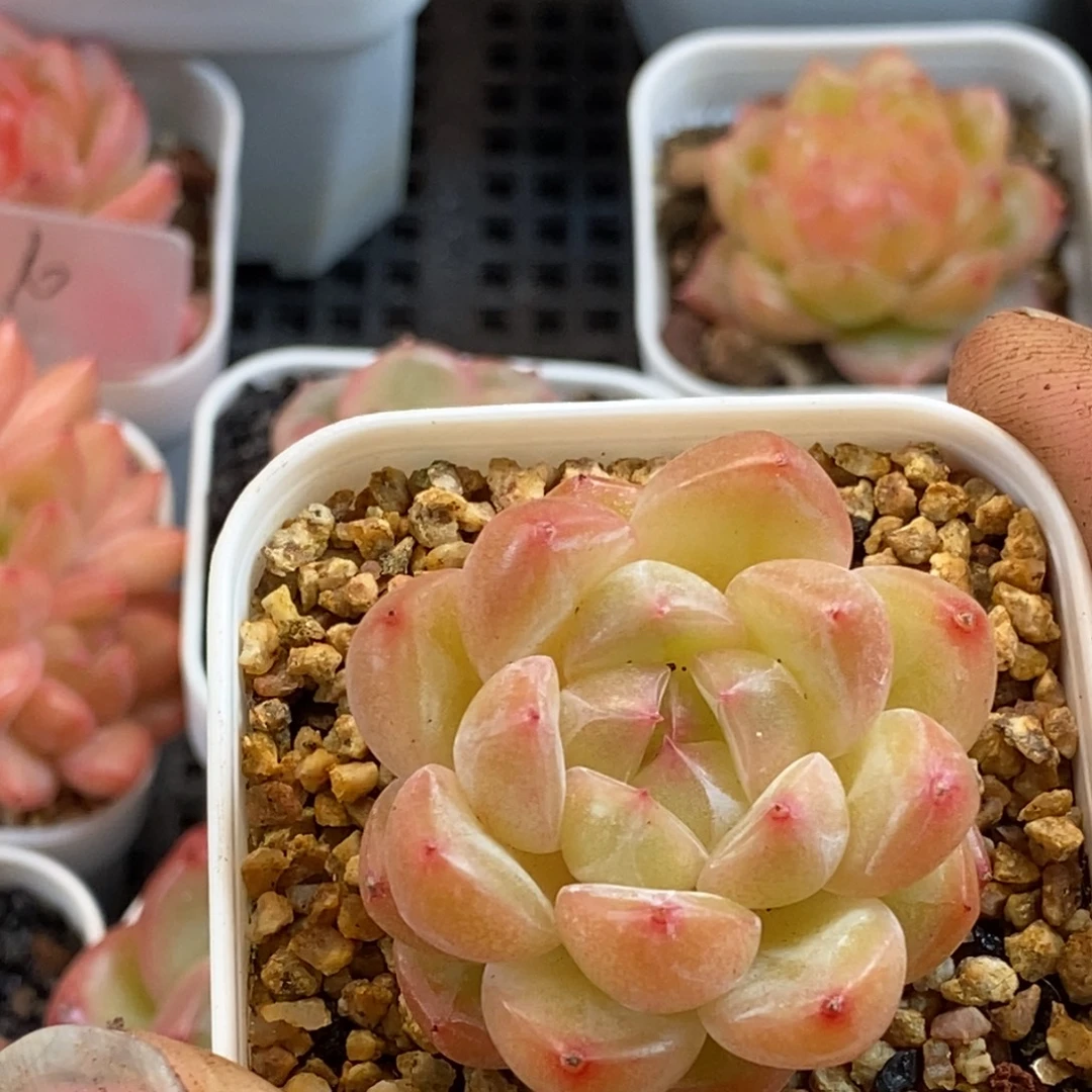 天官赐福百无禁忌