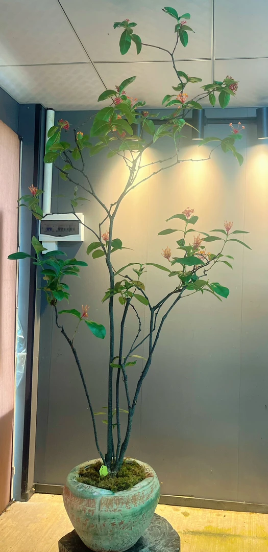 海岛龙船花百日红盆景