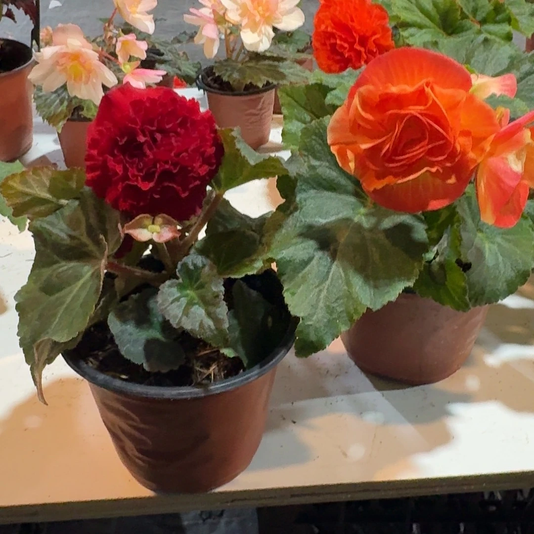 玫瑰红➕晚霞夫妻 求根