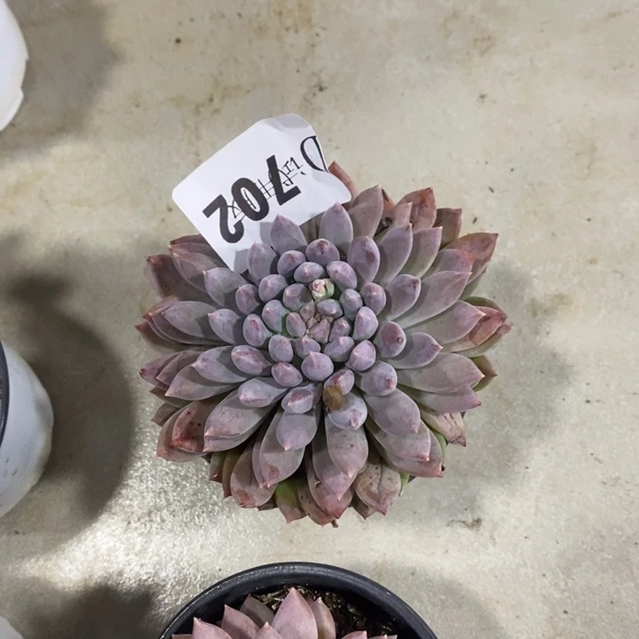 *****702粉公主多肉植物