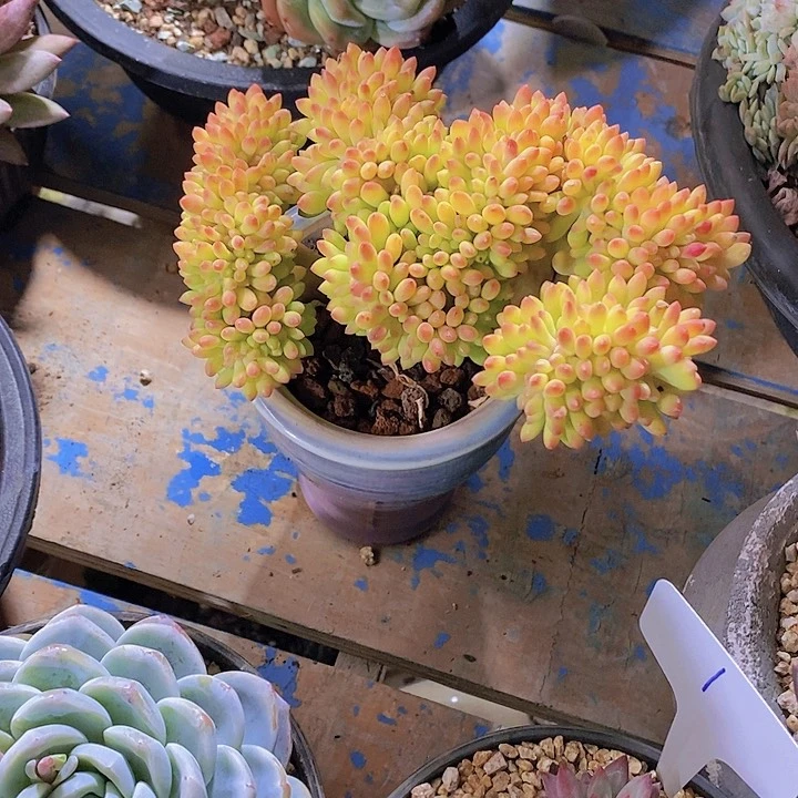 六***水多肉植物保护研究所