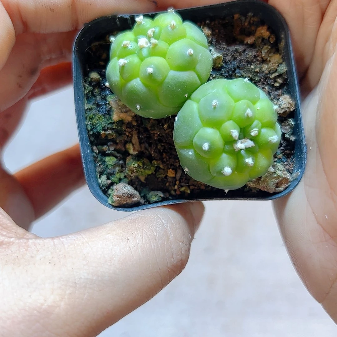 9号实生双头龟甲兜带盆4.9公分